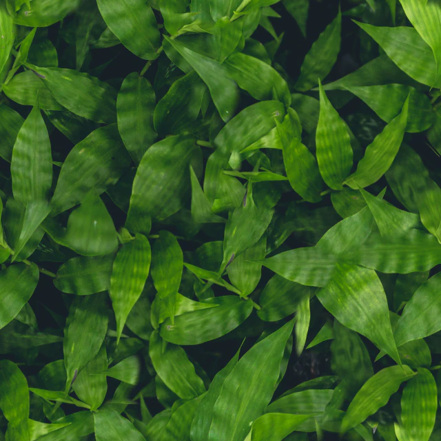 leaf texture CG Textures .c4d .max .obj .3ds .fbx .stl .blend 