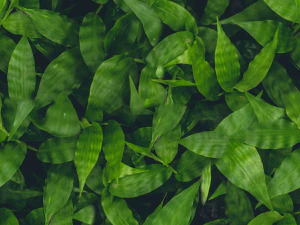 叶子纹理 CG 纹理