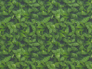 leaf texture CG Textures