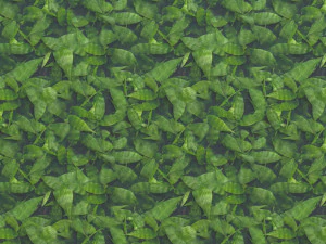 leaf texture CG Textures