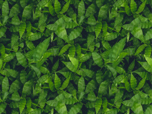 leaf texture CG Textures