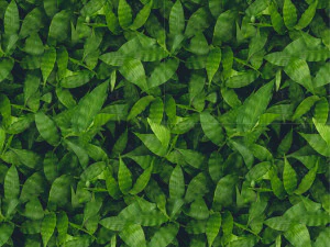 leaf texture CG Textures