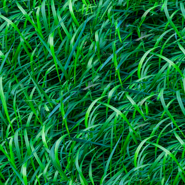 grass texture CG Texturen .c4d .max .obj .3ds .fbx .stl .blend