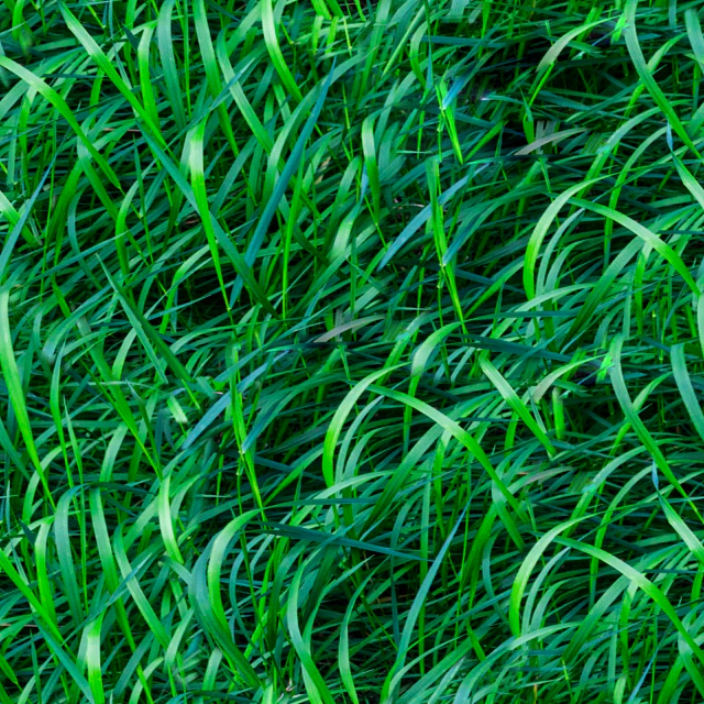 grass texture CG Textures .c4d .max .obj .3ds .fbx .stl .blend