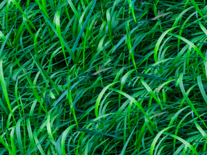 grass texture CG Textures
