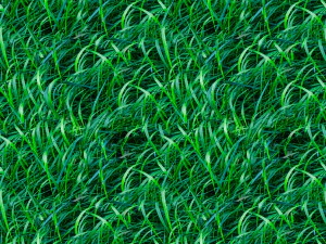 grass texture CG Textures