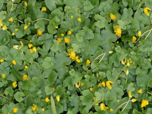 textura de flores Texturas CG