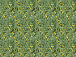 flowers texture CG Текстуры