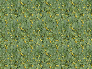 flowers texture CG Textures