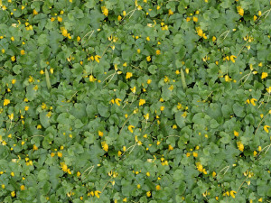 flowers texture CG Текстуры