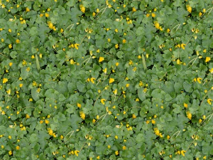 flowers texture CG Textures