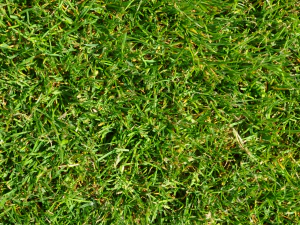 текстура трави CG Текстури