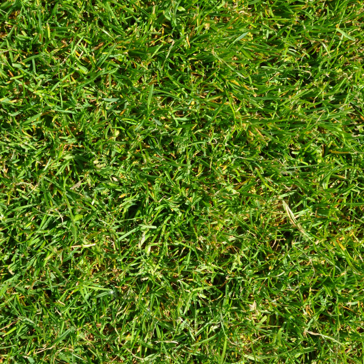 grass texture in Nature 3DExport