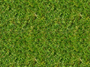 grass texture CG Textures