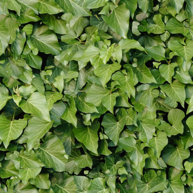 leaf texture CG Textures .c4d .max .obj .3ds .fbx .stl .blend 