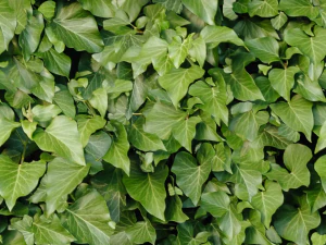 葉のテクスチャ CG テクスチャ