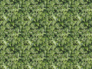leaf texture CG Textures