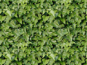 leaf texture CG Textures