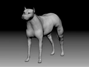 pitbull 3D Model