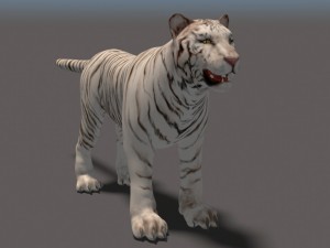 white tiger high poly and low poly 3D Model