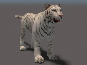 white tiger high poly and low poly 3D Model