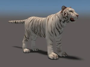 white tiger high poly and low poly 3D Model