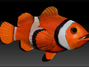 clown fish 3D Model