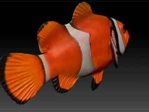 clown fish 3D-Modell