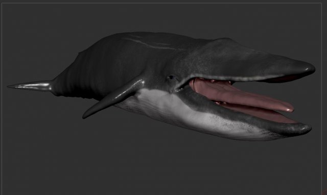 blue whale 3D Model .c4d .max .obj .3ds .fbx .stl .blend 