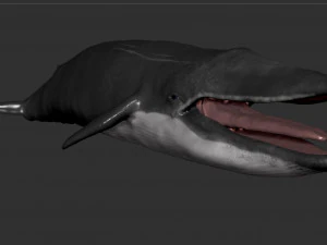 płetwal błękitny Model 3D