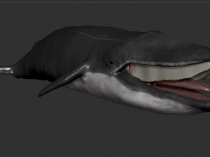blue whale 3D Model