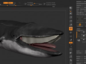 blue whale 3D Model