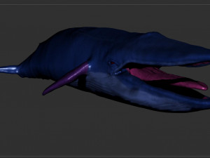 blue whale 3D Model