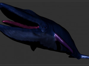 blue whale 3D Model