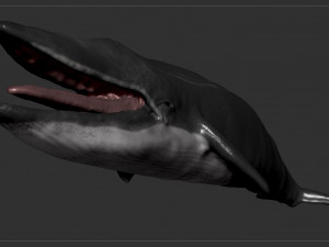 blue whale 3D Model