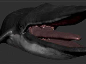 blue whale 3D Model