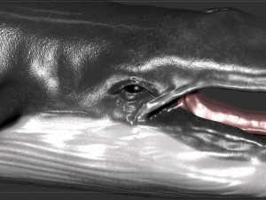blue whale 3D Model