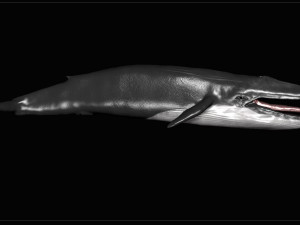 blue whale 3D Model