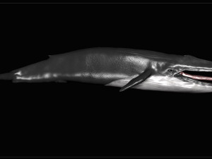 blue whale 3D Model