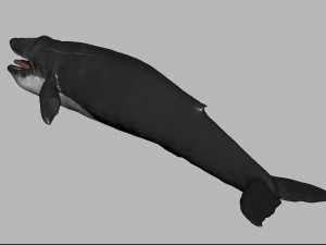 blue whale 3D Model