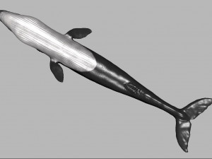 blue whale 3D Model