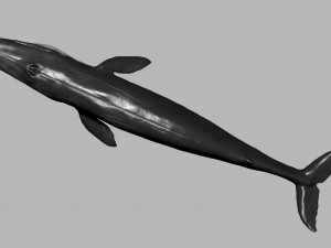 blue whale 3D Model