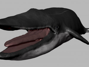 blue whale 3D Model