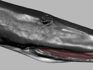 blue whale 3D Model