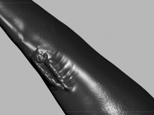 blue whale 3D Model