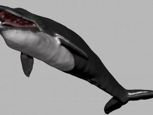 blue whale 3D Model