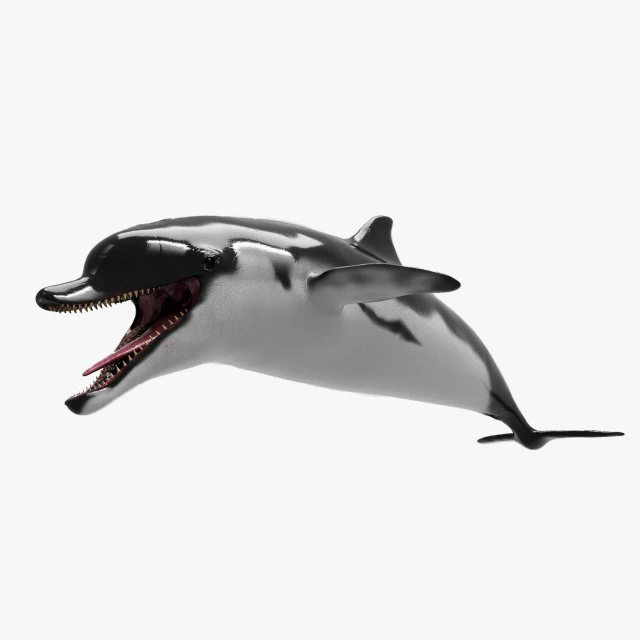 dolphin sculpt 3D Model .c4d .max .obj .3ds .fbx .stl .blend 