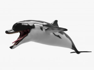 dolphin sculpt 3D Model