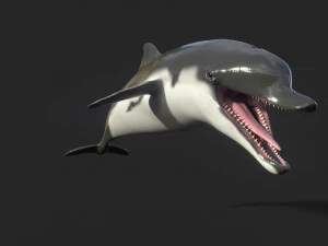 dolphin sculpt 3D Model
