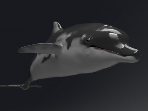 dolphin sculpt Modello 3D